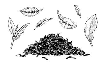 té hoja y seco pila contorno ilustración. mano dibujado gráfico clipart de Tres verde hojas. comida negro línea Arte. lineal dibujo en aislado blanco antecedentes. brote planta bosquejo vector