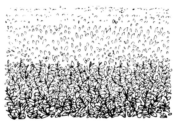 Tea bush on plantation outline illustration. Graphic clipart of growing spices and herbs. Natural background of leaves and branches black line art. Sketch drawing of grass field