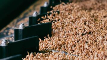 Wheat Processing Machinery, Detailed view of wheat being processed by industrial machinery. The image captures the movement and flow of wheat grains video