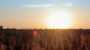 lindo verão panorama do dourado trigo campo às pôr do sol. Visão do trigo campo e céu às pôr do sol. a conceito do agricultura. maduro, dourado orelhas do trigo iluminado de a do sol raios. video