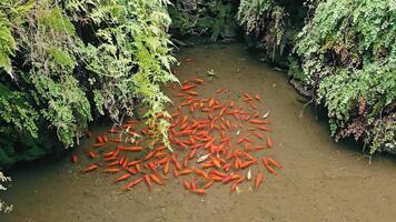 vermelho peixe dentro uma pequeno lago. pequeno vermelho peixe nadar dentro a artificial lagoa dentro uma parque dentro valência, Espanha video