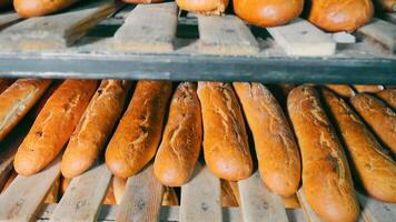 Freshly baked baguettes on the shelves in the bakery. Baking bakery products, loaves, baguettes. Close up video