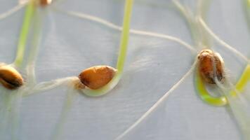 cultivado em laboratório brotos do trigo debaixo pesquisar. fechar acima do germinado brotos durante laboratório teste. conceito do bio Engenharia, estude e cultivo video