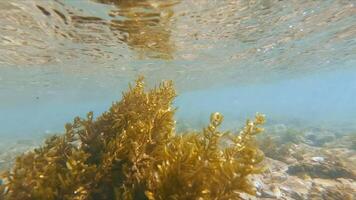 Seaweed in shallow water moving from the oscillation of the wave. Yellow algae. video