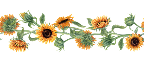 Sunflowers. Intertwining stems of flowers. Seamless banner. Orange yellow sunflower, buds, leaves. Garden and field flower. Floral summer pattern. Watercolor illustration for textile, web design png