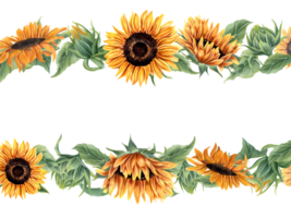 Sunflower with leaf and buds. Wild and garden flower. Horizontal frame with sunflowers. Orange yellow flowers. Floral summer composition with copy space for text. Watercolor illustration. For greeting png