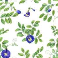 Climbing blue clitoria ternatea in full bloom. Seamless pattern with green leaves, flowers. Bending branches of Asian plant. Butterfly pea flower. Watercolor illustration png