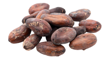 Cacao beans isolated transparent background png
