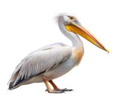 Bird in exotic pelican flight png