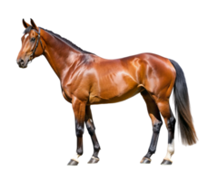 Horse of the English Thoroughbred breed- png