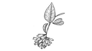 The botanical illustration of the Cestrum Elegans plant is hand-drawn in a linear style. Graphic black and white drawing of a medicinal tropical flower, in vintage style. homeopathy plant vector