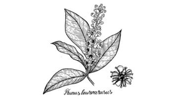 The botanical illustration of the Prunus laurocerasus plant is hand-drawn in a linear style. Graphic black and white drawing of a medicinal tropical flower, in vintage style. homeopathy plant vector