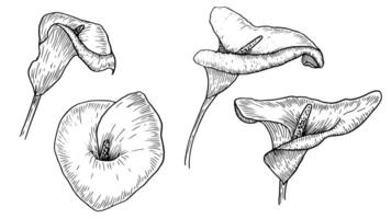 Collection of elegant calla lilies, hand-painted in a linear style. Botanical drawings Zantedeschia in black and white style, for decoration and decoration of invitations and greeting cards. vector