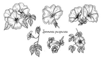 Set of Ipomoea purpurea vintage black and white botanical illustrations, in the style of a linear sketch, hand-drawn, For the design and decoration of scientific books and wedding invitations. vector