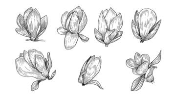 Set of linear hand-drawn illustrations of magnolia flowers, botanical drawings of spring magnolia flowers in style of a black sketch, For design and decoration of wedding invitations and postcards vector