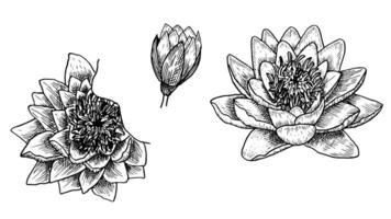 Set of illustrations hand drawn European white water lily , botanical drawings of white nenuphar in the style of sketch, for the design of wedding invitations and postcards, illustration. vector