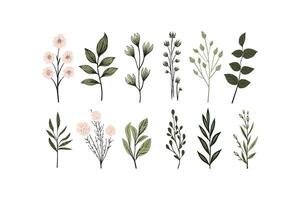 botánico ilustración de varios plantas vector