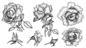 Flower set illustrations linear hand drawn roses, botanical drawings of spring roses in the style of black and white sketch, for the design of wedding invitations and postcards, illustration. vector