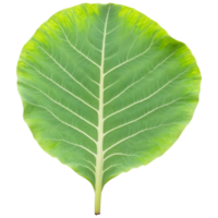 Elephant ear leaf massive arrow shaped leaf with prominent veins and slightly wavy edges Colocasia png