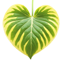 Pothos leaf heart shaped leaf with green and yellow variegation and wavy edges Epipremnum aureum png