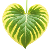 potos hoja corazón conformado hoja con verde y amarillo abigarramiento y ondulado bordes epipremnum aureum png