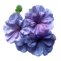 Purple petunia flower. Purple petunia flower top view isolated. Summer flower petunia flat lay. Summertime bloom png