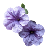 lila petunia blomma. lila petunia blomma topp se isolerat. sommar blomma petunia platt lägga. sommartid blomma png