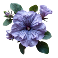 púrpura petunia flor. púrpura petunia flor parte superior ver aislado. verano flor petunia plano poner. Hora de verano floración png