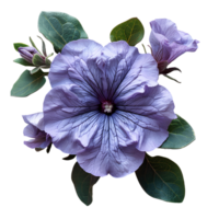 Purple petunia flower. Purple petunia flower top view isolated. Summer flower petunia flat lay. Summertime bloom png