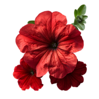 Red petunia flower. Red petunia flower top view isolated. Summer flower petunia flat lay. Summertime bloom png