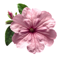 rosa petunia blomma. rosa petunia blomma topp se isolerat. sommar blomma petunia platt lägga. sommartid blomma png