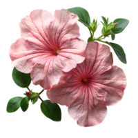 Pink petunia flower. Pink petunia flower top view isolated. Summer flower petunia flat lay. Summertime bloom png