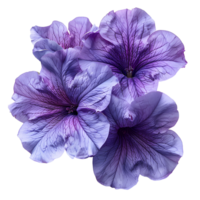 Purple petunia flower. Purple petunia flower top view isolated. Summer flower petunia flat lay. Summertime bloom png