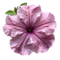 Pink petunia flower. Pink petunia flower top view isolated. Summer flower petunia flat lay. Summertime bloom png