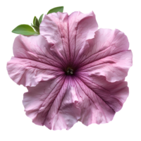 rosa petunia blomma. rosa petunia blomma topp se isolerat. sommar blomma petunia platt lägga. sommartid blomma png