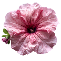 Pink petunia flower. Pink petunia flower top view isolated. Summer flower petunia flat lay. Summertime bloom png