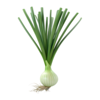 White Onion Plant on Transparent Background png