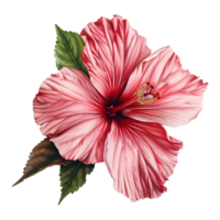 Hibiscus Plant on Transparent Background png