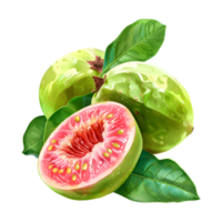 Pink Guava Fruit on Transparent Background png