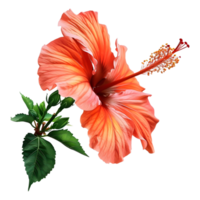 hibiscus plante sur transparent Contexte png