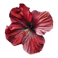 hibisco plantar em transparente fundo png