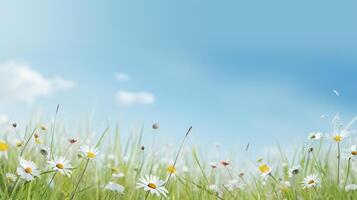 Summer background with grass and flowers. High quality photo