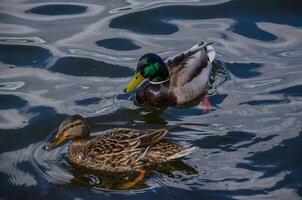 Duck and drake swimming in the water photo