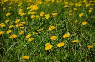 many yellow dandelions among the grass photo