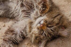 Street stray fluffy cat basking in the sand photo