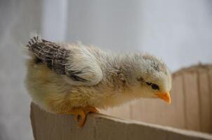 The chicken jumped out of the box and sits on the edge photo