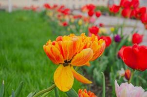 Tulips bloomed on the lawn, design and decorations of the city photo