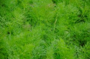 Background of green young dill leaves photo