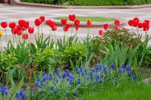 Tulips bloomed on the lawn, design and decorations of the city photo