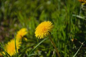 muchos amarillo diente de león entre el césped foto